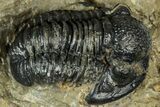 Detailed Gerastos Trilobite Fossil - Morocco #311247-2